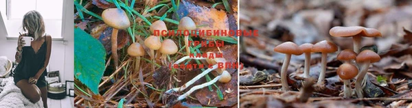 бошки Козельск